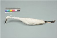 藏品(小白鷺)的圖片